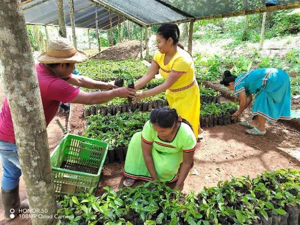 Improving of Socio-Economic Conditions through Robusta Coffee Production in Quebrada Pavón.
